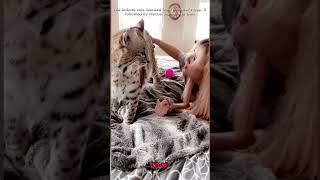 rescued the trapped bobcat which it had followed home and then bobcat loveanimals shorts [upl. by Nicolis247]