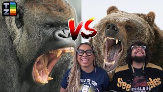 Silverbacks VS Grizzlies  TierZoo Reaction [upl. by Peoples833]