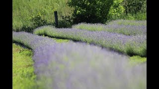 Pondview Lavender Farm celebrates its inaugural season with a ribbon cutting in Chippewa Falls [upl. by Lednik528]