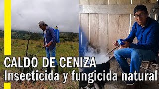 CALDO DE CENIZA  INSECTICIDA FUNGICIDA Y FERTILIZANTE ORGÁNICO [upl. by Edniya]