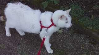 Cat Walk on Leash  Diabetic Cat Miez Miez  Diabetische Katze Miez Miez  18 Jahre [upl. by Nainatrad720]