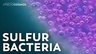 The Purple Bacteria That Are Afraid of Oxygen [upl. by Yde216]