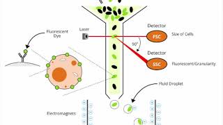 Basic introduction to Flow Cytometry [upl. by Eirrehs]