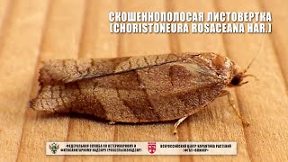 Скошеннополосая листовертка Choristoneura rosaceana Нar [upl. by Gilberta]