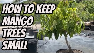 New Zill Dwarfing Rootstock For Mango Trees [upl. by Dougherty]