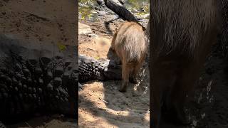 Why crocodiles don’t attack capybaras explained [upl. by Noleta709]