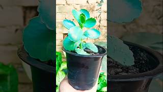 Succulent plants propagation with zero cost trending propagation shorts [upl. by Renny]