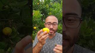 Marañon o Anacardo Mira el video completo aquí httpsyoutubeYiY4v74g1eo plantas frutas campo [upl. by Nautna]