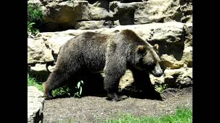 Ursus arctos horribilis —Гризлі  grizzly bear [upl. by Chrotoem71]