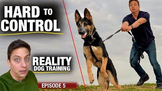 What it’s REALLY Like Going out for THE FIRST TIME with Moira Reality Dog Training [upl. by Coppins787]