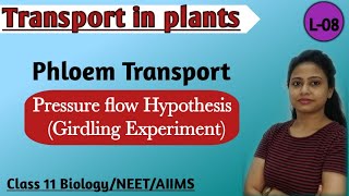 Transport in Plants  Phloem Transport  Pressure flow Hypothesis  Girdling Experiment  NEET [upl. by Atenaz]