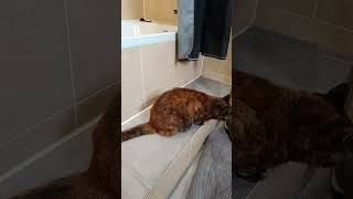 😂 animallover animals cat catvideos cute catlover kitty kitten pets gatos love cats [upl. by Darom]