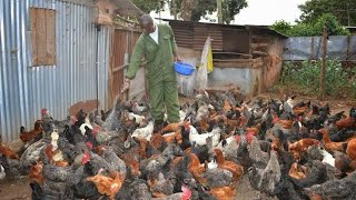 How I Became a Millionaire by Local chicken Farming  My Challanges [upl. by Kin]