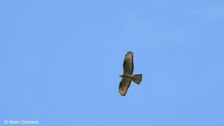 Foeragerende Wespendief in vlucht Beemdkant Wijnegem 17 juni 2021 [upl. by Dorcus]