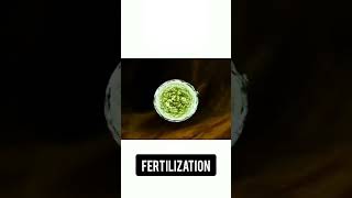 Fertilization newvideo viralnursing how to process fetus nursing newviral videoout now2024 1 [upl. by Johannessen]