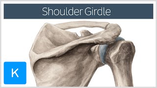 Shoulder Pectoral Girdle  Muscles and Movements  Human Anatomy  Kenhub [upl. by Metcalf]