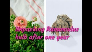 Unpacking Ranunculus bulb after one year [upl. by Ymia]