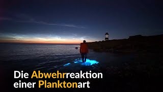 Seltene Planktonart lässt das Meer blau leuchten [upl. by Randy]