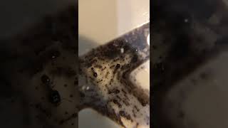 African Big Headed Ants Pheidole Megacephla inside colony POV [upl. by Selrhc]