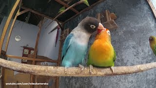 1 Hour Lovebird Sounds  February 8 2019 [upl. by Alec]