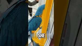 This macaw parrot was trashed for unbelievable reason [upl. by Aninat53]