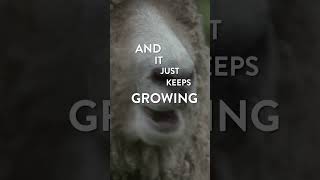 How to Shear a Sheep and Why Its Important Teaser [upl. by Anedal]