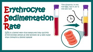 Erythrocyte Sedimentation Rate  ESR  What does ESR test show What does high ESR means [upl. by Derdlim]