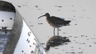 High tide at Goldcliff Lagoons [upl. by Mulderig182]