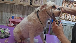 Bichon mix grooming short haircut Cavachon [upl. by Ahsitan366]