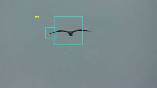 How to Build a RealTime Bird Detection System with OpenCV [upl. by Yelrahc]