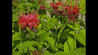 Edible PlantsBee Balm [upl. by Icul]