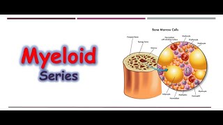 Hematology 🔤  Myeloid Series [upl. by Obala]