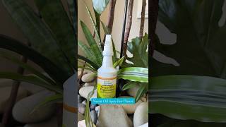 How To Get Gnats Off Your Beautiful House Plants Naturally Credit TikTokSheshopdealz [upl. by Norre]