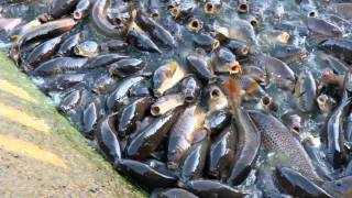 Pymatuning spillway carpfest 2011 Ducks walk on the fish Millions of fish [upl. by Ayom]