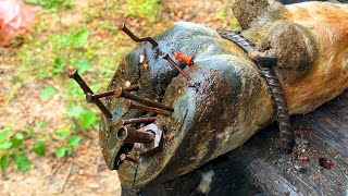 Experts use stone to treat cow feet  cleaning and trimming [upl. by Anatnas]