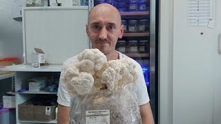 Hericium erinaceus  lions pride  timelapse [upl. by Ecidnacal]