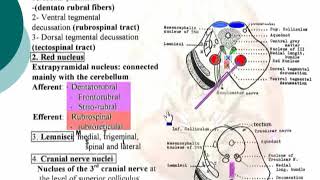 36 Tegmentum Neuroanatomy 36 cxt [upl. by Sandon678]