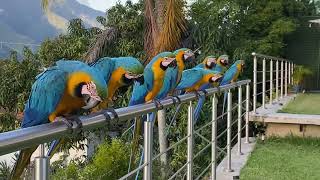 Wild Macaws in Caracas Venezuela [upl. by Tansey]