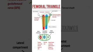 Femoral triangle  anatomy viralshorts shorts fmge2024 neetpg25 femoraltriangle trending [upl. by Annhej]