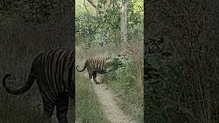 This evening bajirao male tiger 🐯 rukhad buffer tiger wildlife penchtiger shorts [upl. by Ayikat376]