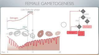 102 Female gametogenesis [upl. by Adams257]