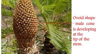 Cycas Life Cycle [upl. by Pace]