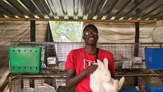 COMMERCIAL RABBITRY SETUP Commercial Rabbit farming in ZIMBABWE [upl. by Brandt]