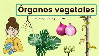 Órganos vegetales hojas tallo y raíz [upl. by Blancha822]