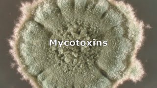 Mycotoxins and Mold by IndoorDoctor [upl. by Drwde]