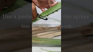 How I prepare Aloe Gel 🪴 written instructions are in my description 🌱 [upl. by Ynabe]