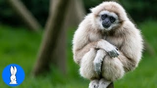 Cute Gibbons Playing amp Climbing [upl. by Varini]