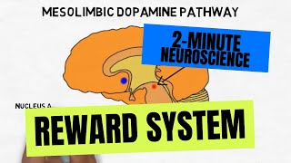 2Minute Neuroscience Reward System [upl. by Zasuwa]