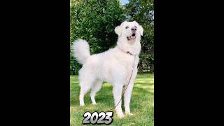 2023 kuvasz and 5000bce kuvasz mythical genius viral foryou foryou foryou viralvideo viral [upl. by Iahk]