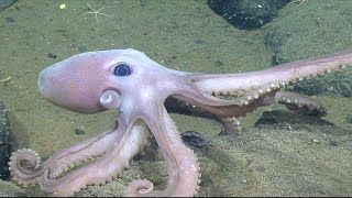 Meet the Animals of Endeavour Hydrothermal Vent Field  Nautilus Live [upl. by Vince229]